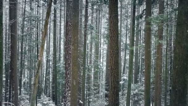 Проходячи Через Ліс Взимку Снігом Падає — стокове відео
