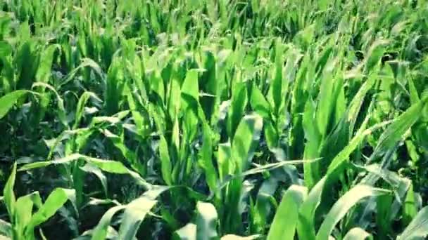 Corn Crops Sunny Day — Stockvideo