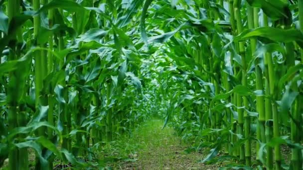 Рівень Землі Між Рядками Кукурудзи — стокове відео