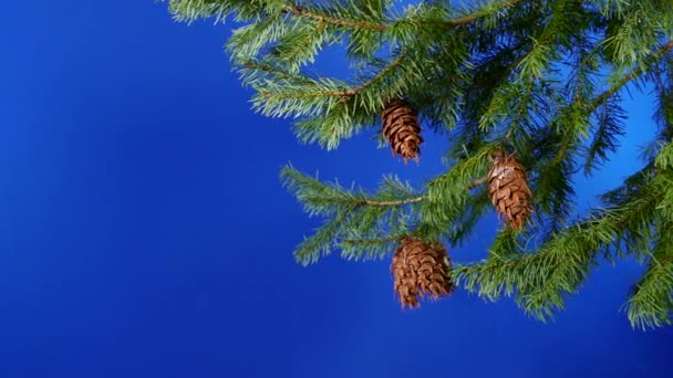 Circling Pine Branches Cones Bluescreen Compositing — Stockvideo
