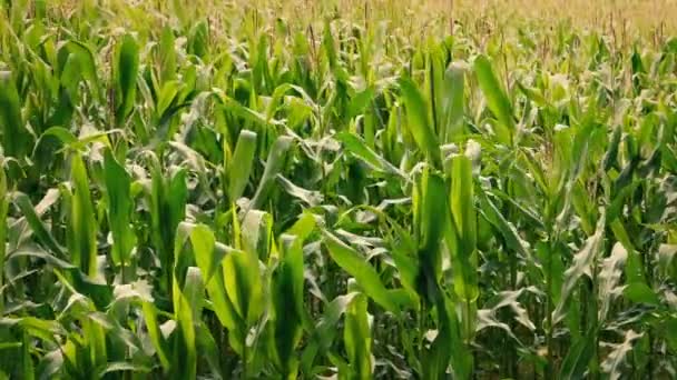 Corn Food Crop Summer — Stock Video