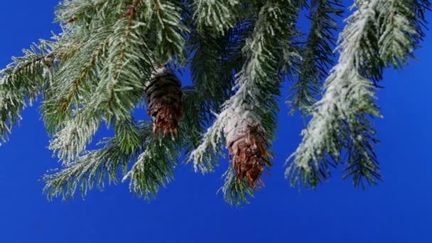 Passing Snow Covered Branches Side View Bluescreen Compositing — 비디오