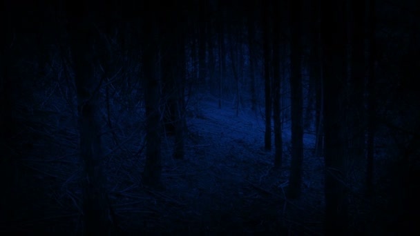 夜晚在可怕的黑暗森林中行走 — 图库视频影像
