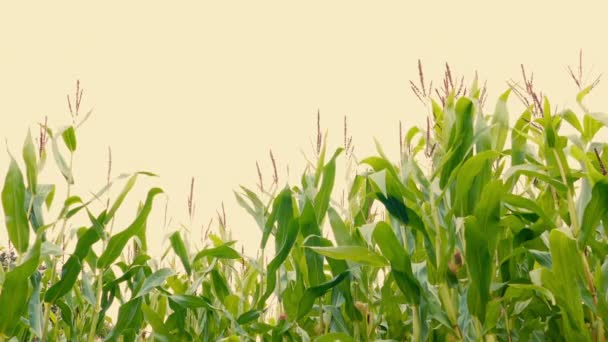 Corn Golden Evening Sky — Stock video