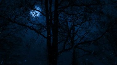 Moon Behind Tall Bare Trees In Snowfall
