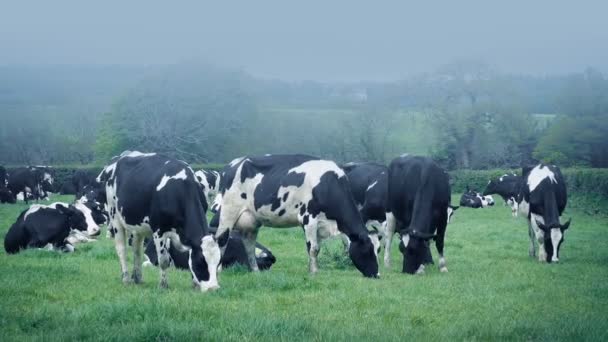 Коровы Пасутся Поле Туманной Сельской Местности — стоковое видео