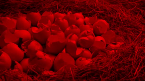 Œufs Hachés Nid Dans Lumière Incubateur Rouge — Video