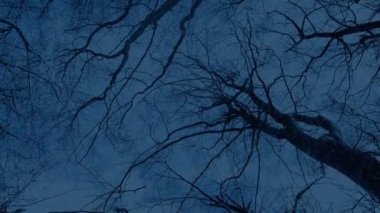 Gecenin geç saatlerinde ağaçların altında süzülüyordu.