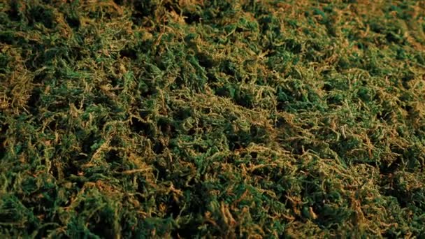 Brown Green Moss Plant Regenerating — Stok Video