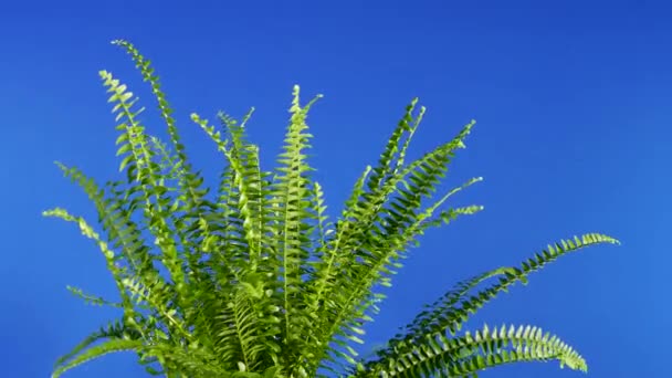 Fern Szélben Bluescreen Compositing — Stock videók