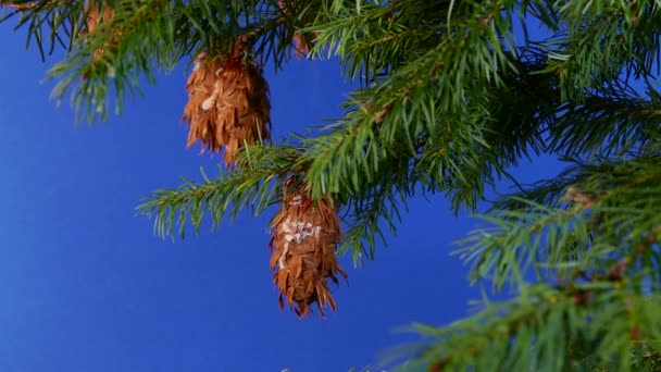 Pine Cones Branches Bluescreen Compositing — 비디오