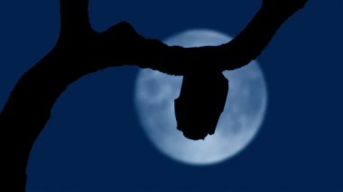 Yarasa dolunayın önünde sallanıyor ve uçuyor.