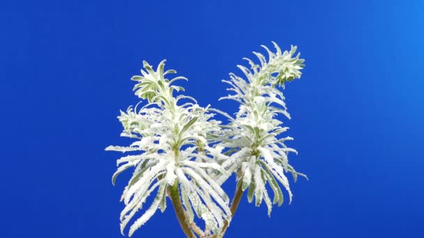 Draaien Rond Exotische Plant Bedekt Met Sneeuw Bluescreen Voor Het — Stockvideo