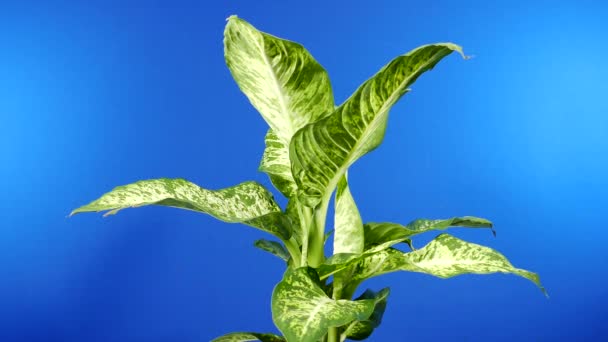 Tropik Broad Leafed Plant Breeze Bluescreen Birleşiklik Çin — Stok video