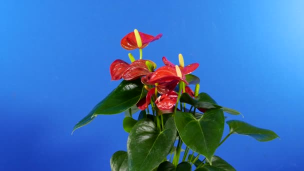 Exotiska Blommor Växt Roterande Bluescreen För Sammansättning — Stockvideo