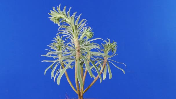 Exotische Plant Roterende Bluescreen Voor Het Componeren — Stockvideo