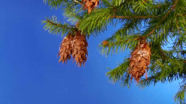 Tree Branch Detail Pine Cone Bluescreen Compositing — Stock Video
