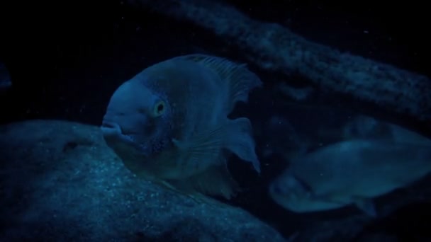 Тропические Рыбы Темной Лагуне — стоковое видео