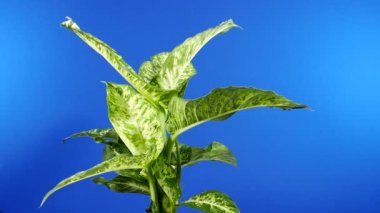 Geçiş Tropikal Geniş Yapraklı Bitki - Birleşiklik İçin Bluescreen