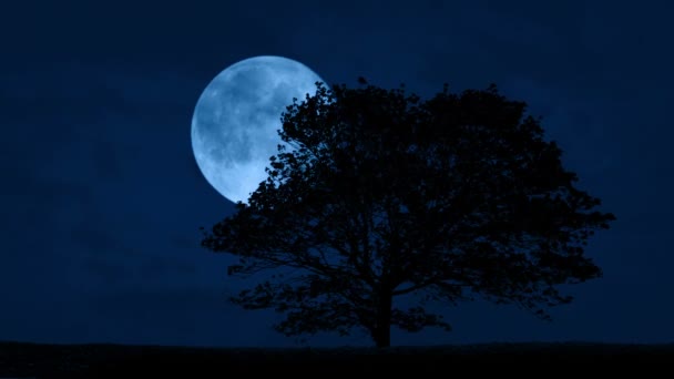 Arbre Nuit Venteux Sur Colline Avec Lune Derrière — Video