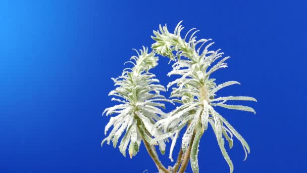 Bewegende Exotische Plant Bedekt Met Sneeuw Bluescreen Voor Het Componeren — Stockvideo
