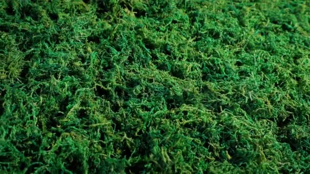 Moss Superficie Planta Tiro Móvil — Vídeos de Stock