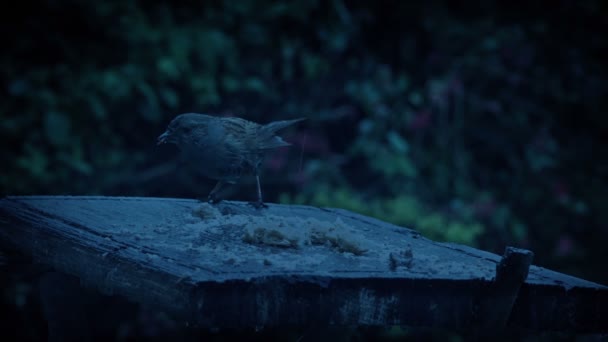Las Tierras Aves Mesa Alimenta Por Noche — Vídeos de Stock