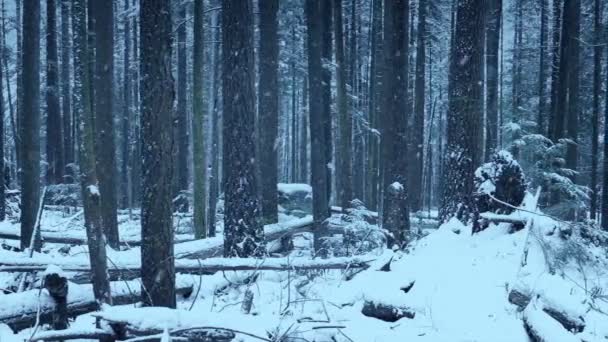 Ciężkie Opady Śniegu Lesie Śledzenia Strzał — Wideo stockowe