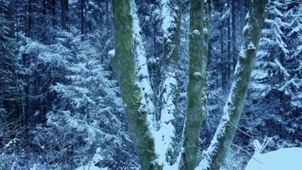 Zware Sneeuwval Een Groep Mossige Bomen Het Winterwoud — Stockvideo