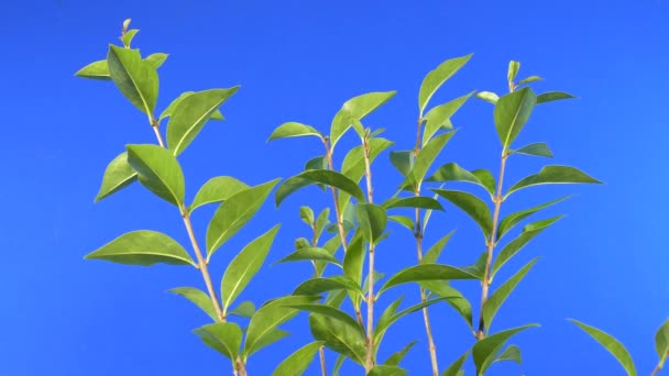 Leafy Tree Top Breeze Bluescreen Compositing — Stock Video