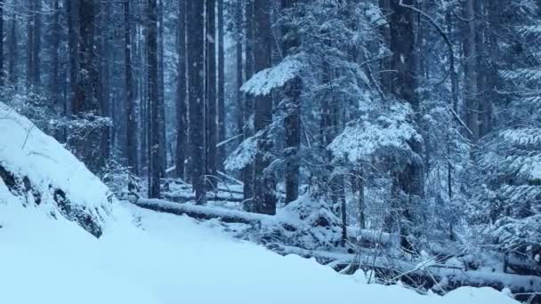 Waldweg Bei Starkem Schneefall — Stockvideo