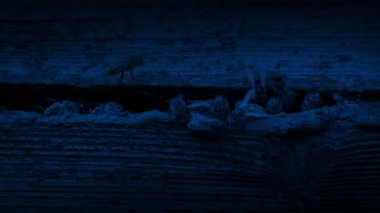 Gece kovanda bal arıları