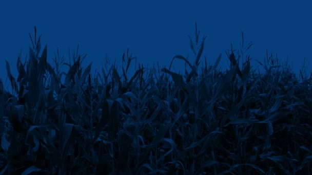 Kukoricatermés Szeles Éjszakán — Stock videók