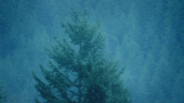 Arbori Forestieri Furtună Abundentă — Videoclip de stoc