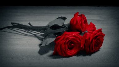 Yere konmuş kırmızı gül Siyah ve beyaz