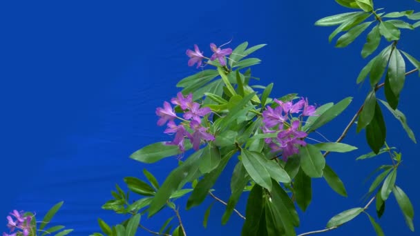 Pink Forest Flowers Breeze Bluescreen Voor Het Componeren — Stockvideo