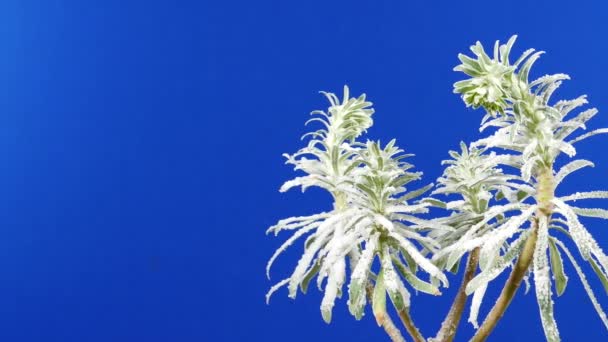Snowy Tropical Plants Moving Shot Bluescreen Voor Het Componeren — Stockvideo