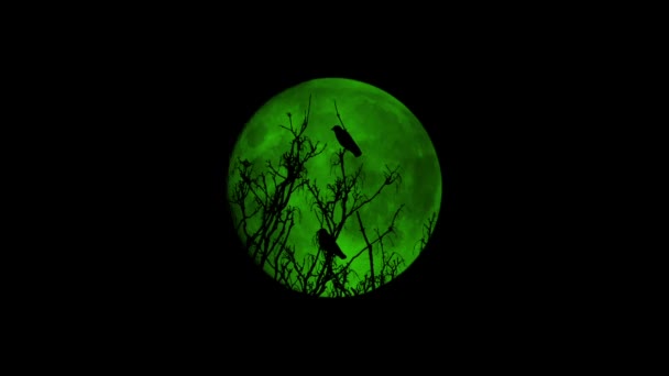 Birds Fly Tree Front Spooky Green Moon — Stock Video