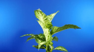 Tropikal Geniş Yapraklı Bitki Döndürme - Birleşiklik İçin Bluescreen