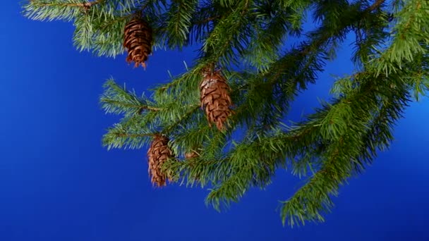 Langsam Vorbei Baumzweigen Seitenansicht Bluescreen Für Compositing — Stockvideo