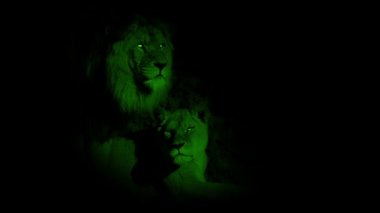 Erkek ve Dişi Aslan Gece Görüşü