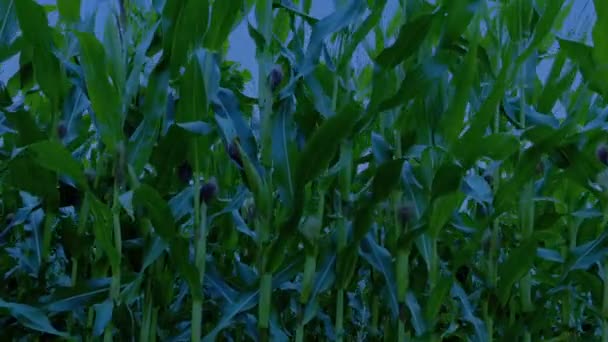 Dojrzałe Rośliny Kukurydzy Wiatr Wokół Wieczorem — Wideo stockowe