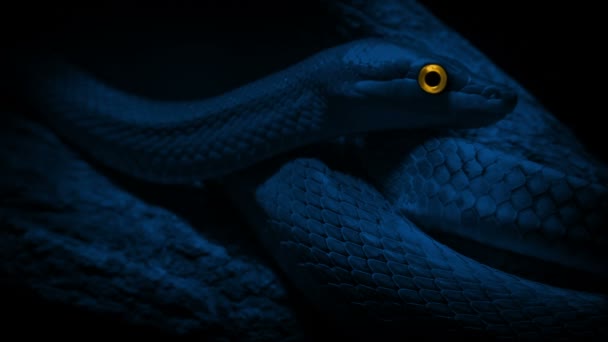 Serpente Con Gli Occhi Luminosi Notte — Video Stock