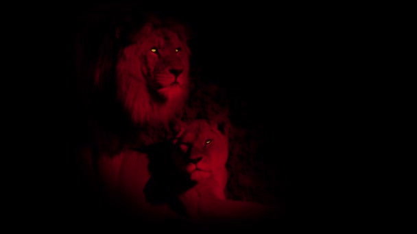 Lion Couple Red Fiery Eyes Abstract — Stock Video