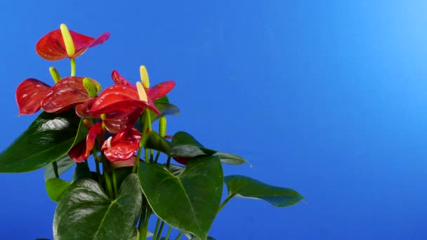 Passerar Exotiska Blommor Växt Bluescreen För Sammansättning — Stockvideo