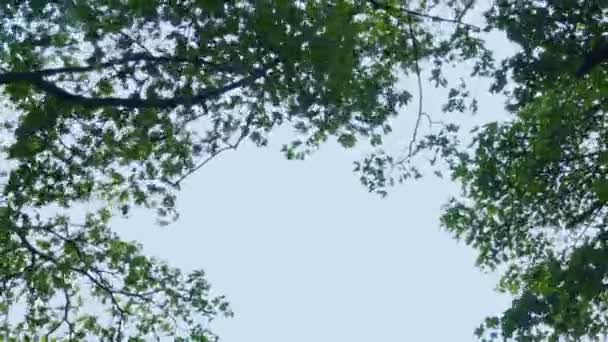 Rüzgardaki Ağaçların Doğa Sınırı — Stok video