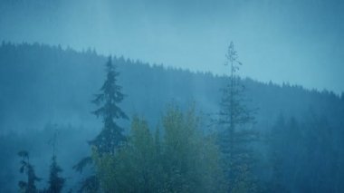 Yaban Ağaçlarına Sağanak Yağmurweather condition