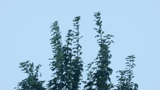 Tops Des Arbres Balançant Jour Vent — Video