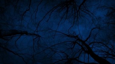 Ağaçların altında yürüyorum Geceye bakıyorum