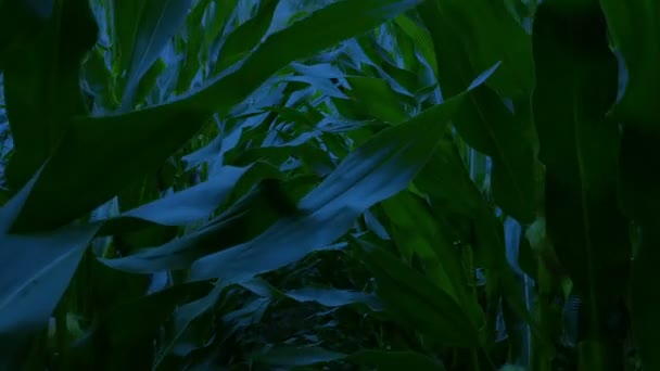 Прогуливаясь Кукурузному Полю Поздно Вечером — стоковое видео
